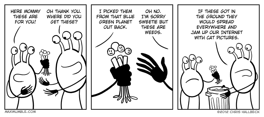 #384 – Bouquet